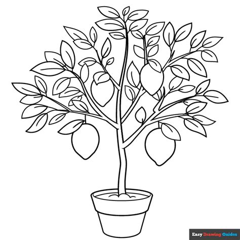 Lemon Tree Coloring Page | Easy Drawing Guides