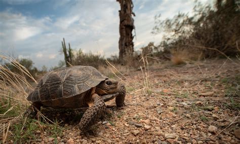 Sonoran Desert Tortoise Gopherus Morafkai Adam Cooner Flickr