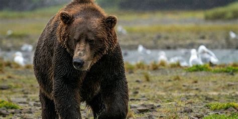 Alaskas Big Five Brown Bear Moose Wolf Caribou And Dall Sheep