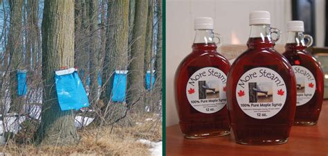 Tapping Maple Syrup | Knowledgebase | Johnson's Nursery