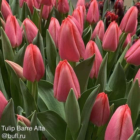 Tulip Barre Alta Bufl Ru