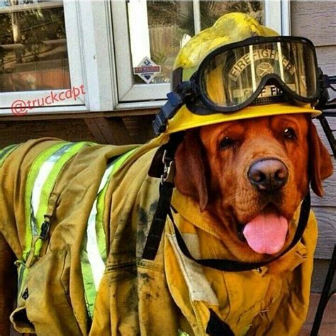 58 Best Images About Fire Dogs On Pinterest Firemen New Bern And Lion