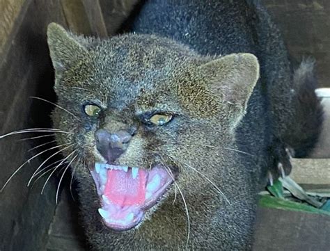 Gato Mourisco Capturado Dentro De Casa Em Loanda