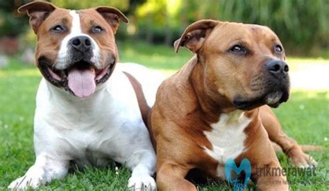 7 Tips Cara Merawat Anjing Pitbull Biar Tidak Mudah Stres