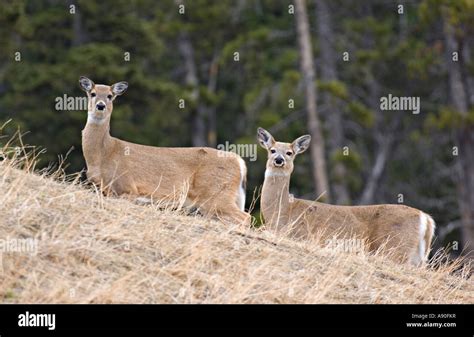 Whitetail Doe Deer Stock Photo Alamy