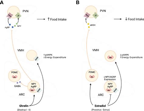 Frontiers Ghrelin And The Control Of Energy Balance In Females