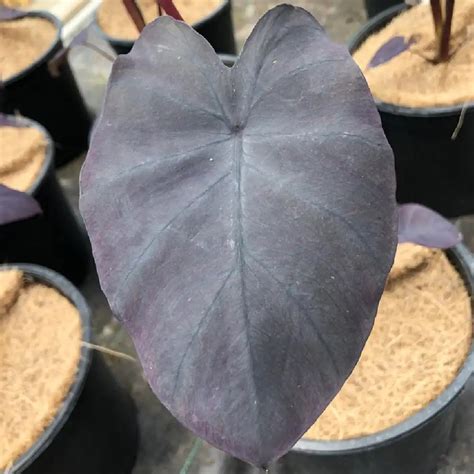 Colocasia Esculenta Black Magic Taro Oreille D L Phant