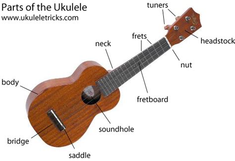 Ukulele Anatomy The Parts Of The Ukulele Ukulele Tricks