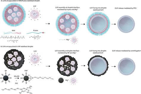 Formation Of Giant Unilamellar Vesicles Assisted By Fluorinated