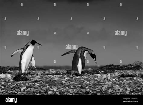 The king penguin (Aptenodytes patagonicus) is the 2nd largest species