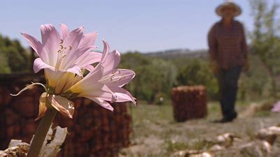 Naked Lady Wines Cabernet Sauvignon 2016 Vinonotebook