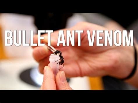 Bullet Ant Venom Instructional Video for 6th - 12th Grade | Lesson Planet