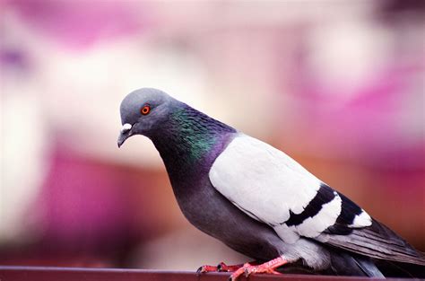 Pigeon Wallpapers - Top Free Pigeon Backgrounds - WallpaperAccess