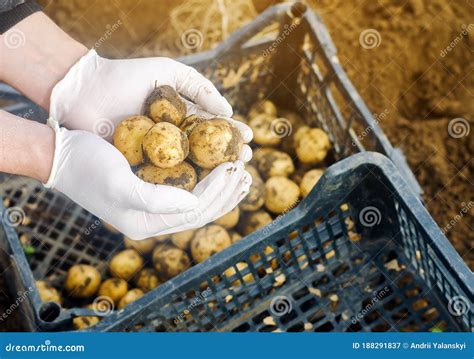 Farmer Holds Freshly Picked Potatoes in the Field. Harvesting, Harvest. Organic Vegetables ...