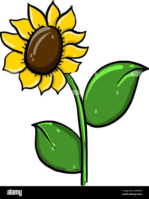 Sunflower Illustration Stock Vector Images Alamy