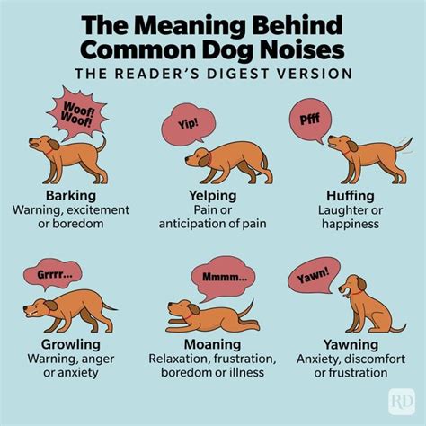 Dog Language 12 Noises Your Dog Makes And What They Mean