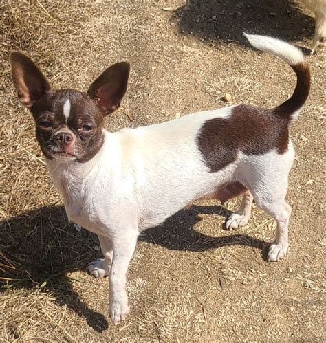 Chien Chihuahua Rosalys De la fontaine aux maléfices