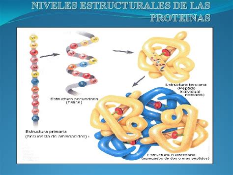 NIVELES ESTRUCTURALES DE LAS PROTEINAS Las Protenas Son