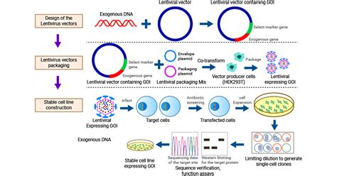 An Overview Of Stable Cell Lines CUSABIO