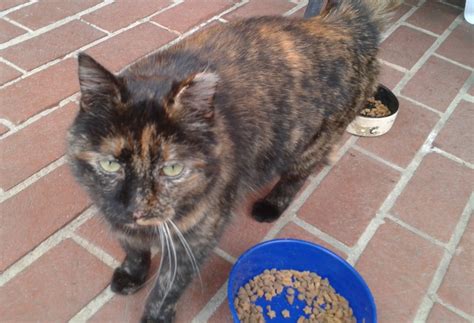 Razzberry Corner Brindle Cat