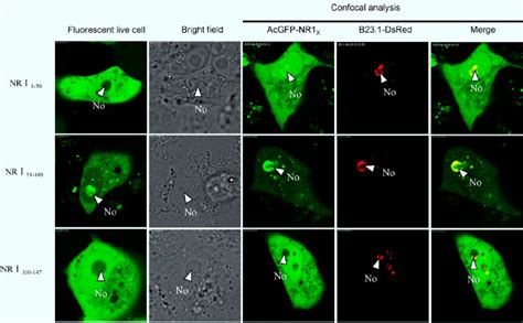 Live Cell And Confocal Microscopy Of The Sub Cellular Localization Of