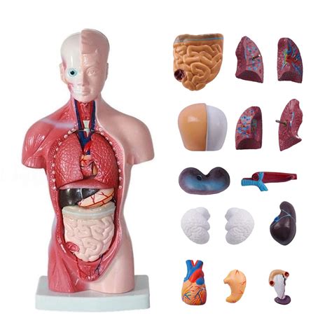 Buy Anatomy Human Torso Body Model Anatomical Assembly Model Of Human