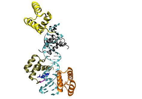 Zoë Breed - WC to HG in protein-DNA complex