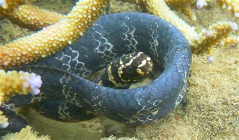 Sea snakes are losing their bands of colour because of pollution ...