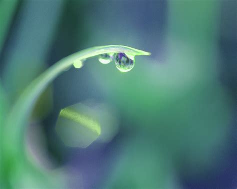 Dew Drop by Spazzykid96 on DeviantArt