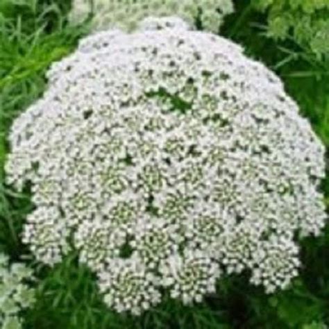 50 Ammi White Queen Annes Lace Annual Flower Seeds Etsy