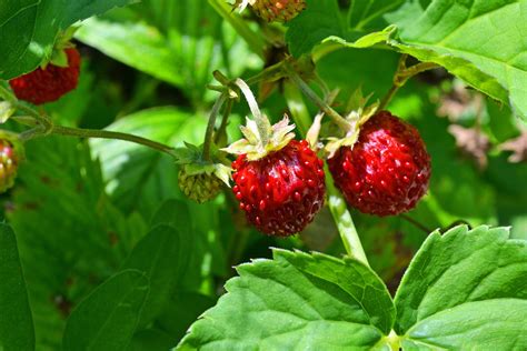 Wild strawberries are delicious forest, woodland treats | Bonner County Daily Bee