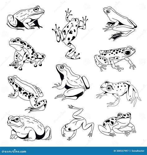 Diverse Frogs Vector Art Collection | CartoonDealer.com #308537997