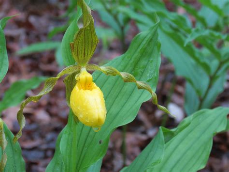 Cypripedium Parviflorum Garden In The Woods 2012 Woodland Garden