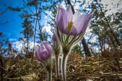 Pasqueflower Season Watch