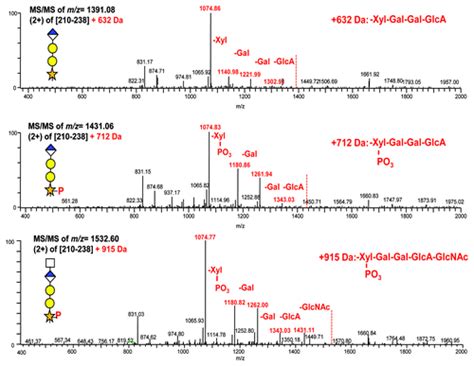 Full Article O Glycosylation Of Glycine Serine Linkers In Recombinant Fc Fusion Proteins