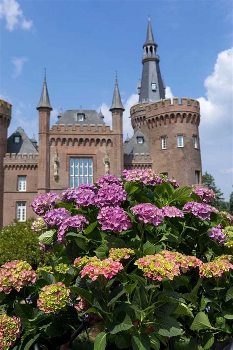 Hortensienf Hrung Im Park Schloss Moyland Gemeinde Bedburg Hau