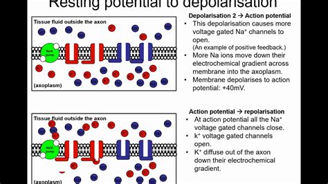 A Level Biology Action Potential YouTube