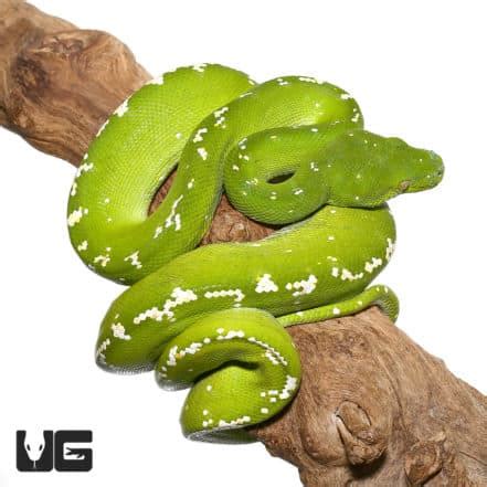 Adult Aru Green Tree Pythons Morelia Viridis For Sale Underground