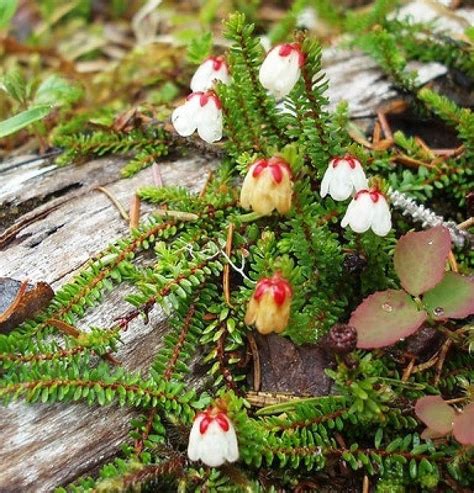 Alaska Moss Heather Alaskaorg