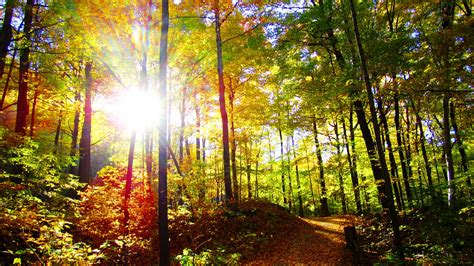 Fondos De Pantalla 2460x1385 Bosques Otoño árboles Sol Senda Rayos De Luz Naturaleza Descargar