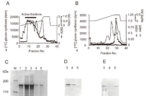 Purification Of Gtfb And Gtfc From S Mutans Mt8148 By Sequential Download Scientific Diagram