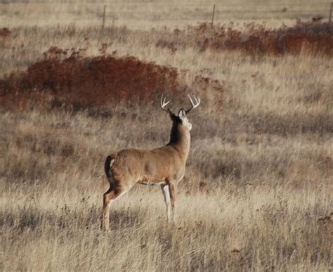 national bison range mission valley montana museums