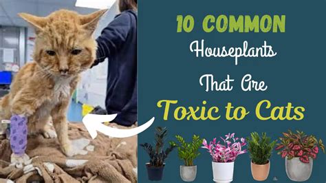 10 Common Houseplants That Are Toxic To Cats The Gardening