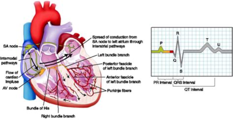 Cardiovascular Flashcards Quizlet