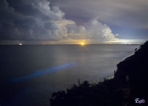 Blue Tears & Bioluminescence phenomenon back again in Miri!