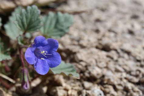 The Beautiful Blue Flowers
