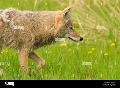 Smart Wily Intelligent Hi Res Stock Photography And Images Alamy