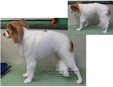 Pet Grooming: The Good, The Bad, & The Furry: Trimming Up A Long Haired ...