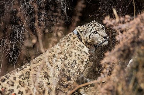 In Conversation With The Snow Leopards Best Friend Dr Ghana S