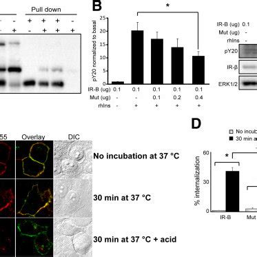 Mutant Retention At The Plasma Membrane A HeLa Cells Expressing Mut